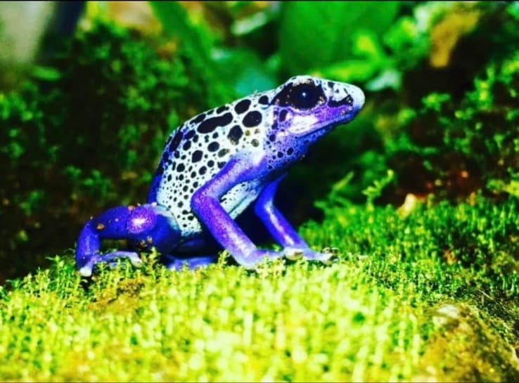 A blue poison dart frog with black spots on bright green moss