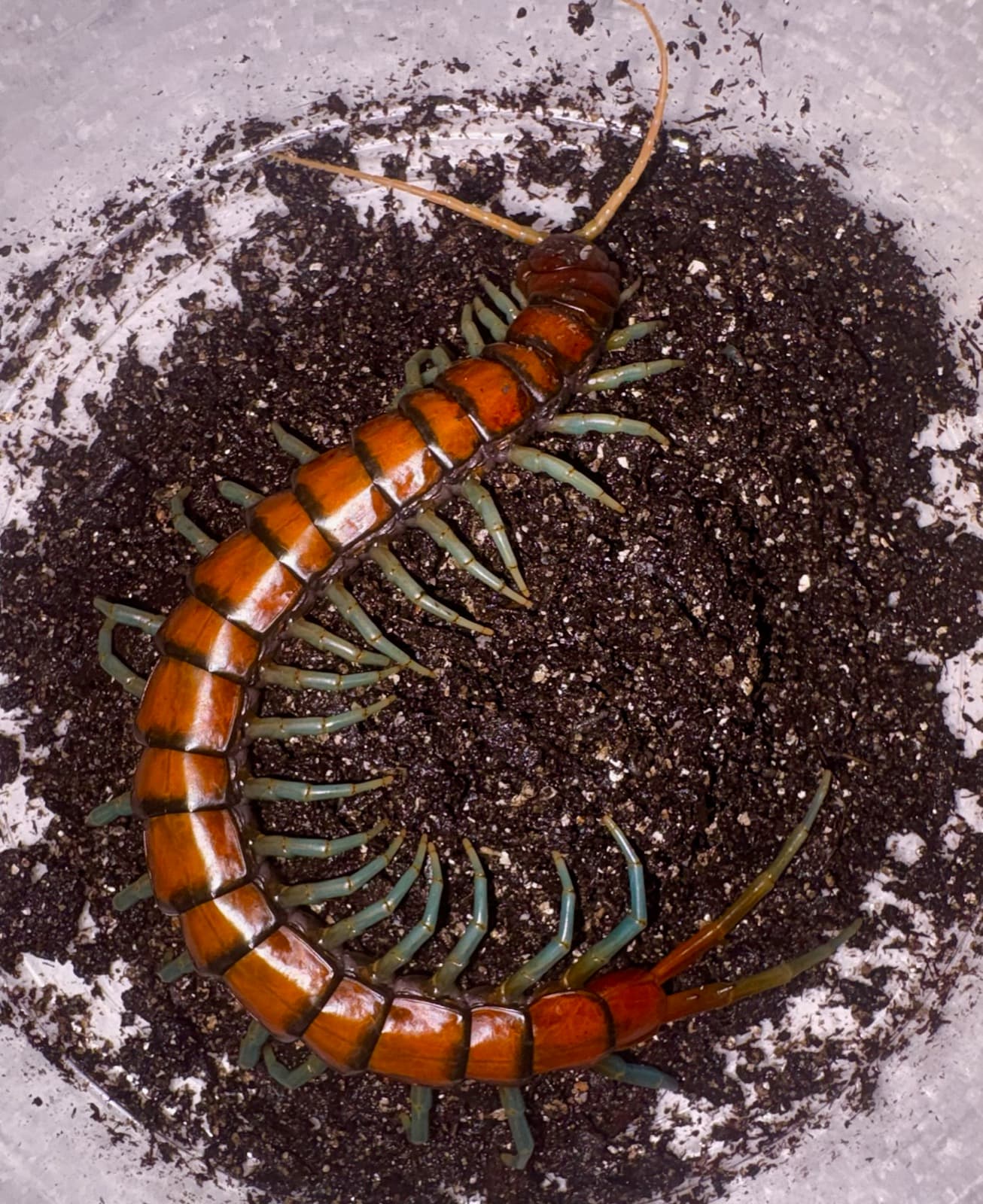 A red-and-teal giant centipede curled on dark substrate