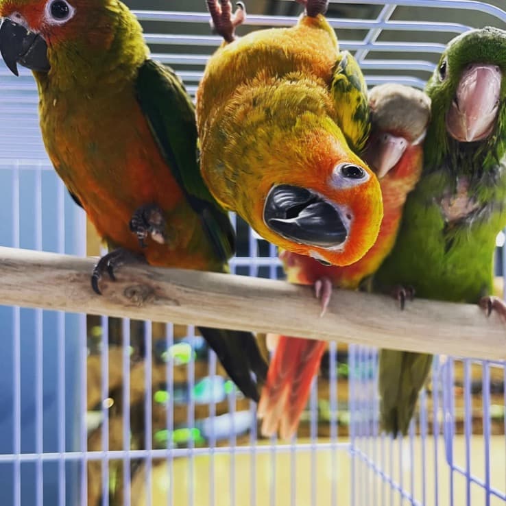 Three conures lined up along a wooden perch