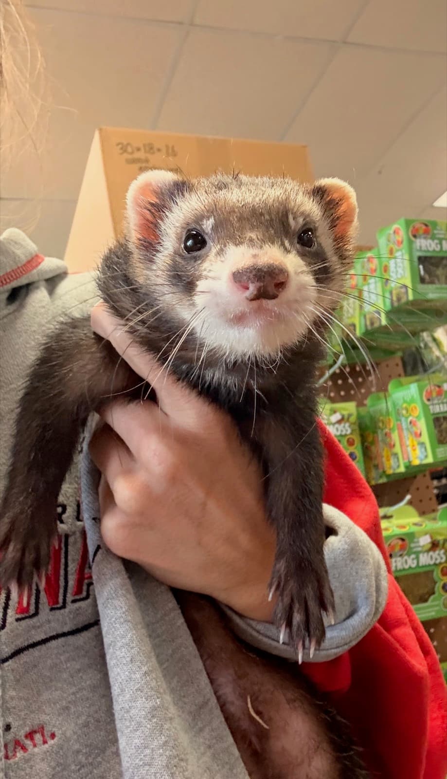 A ferret being held in a keeper's arms on the shop floor