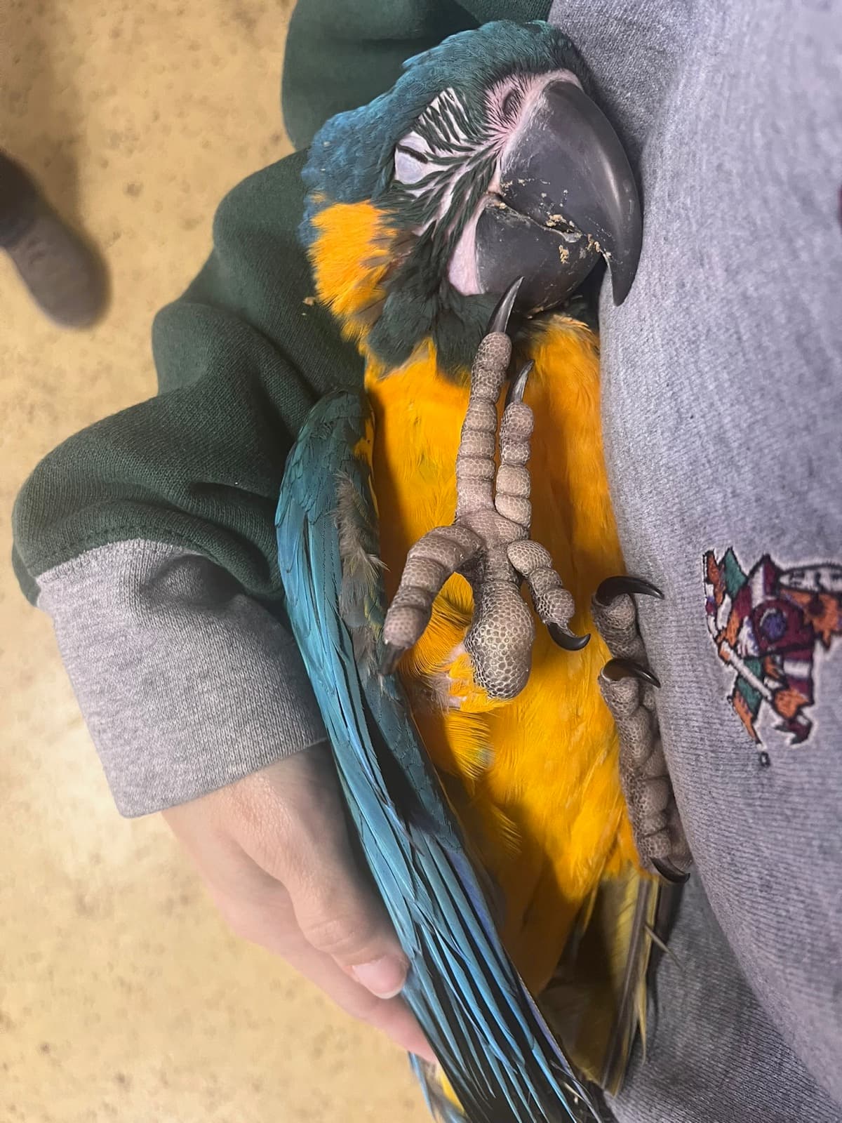 A blue-and-gold macaw resting against a keeper's arm