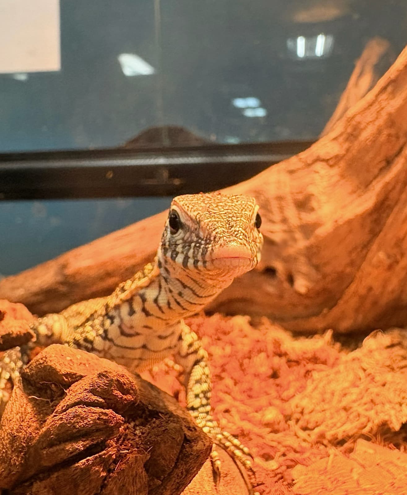 An ackie monitor peering out from behind driftwood in a warm desert enclosure