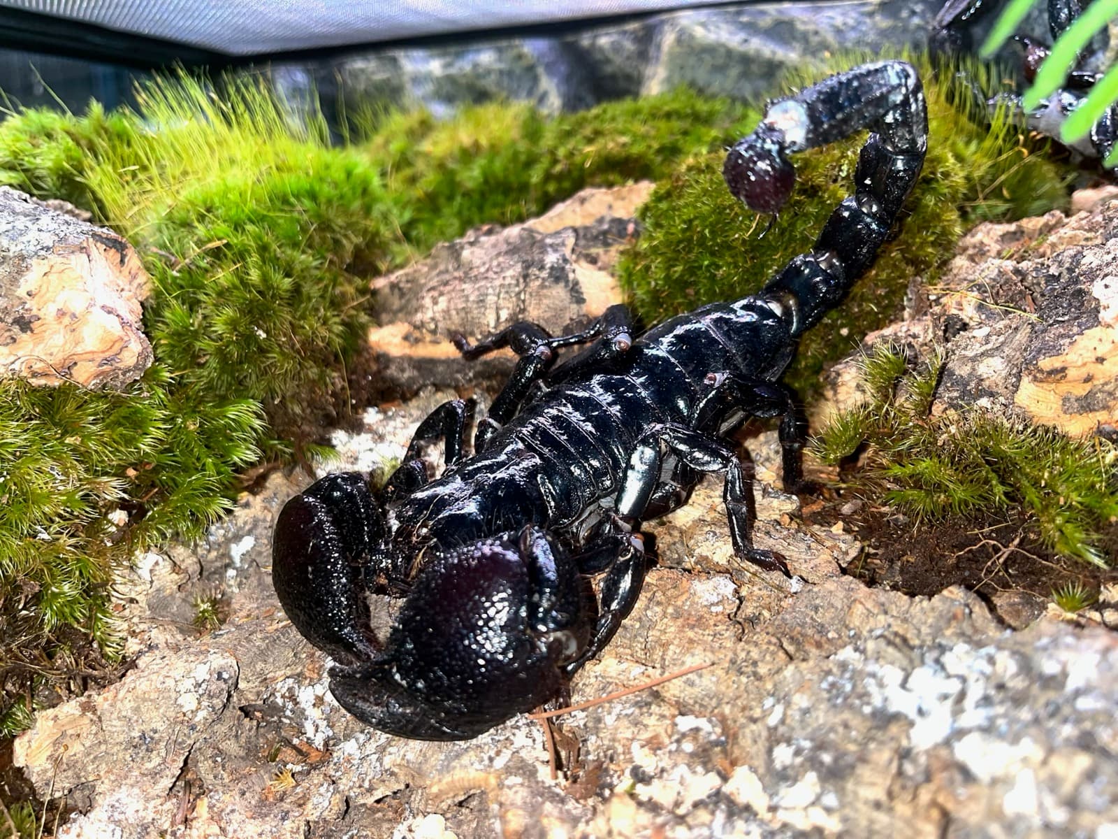 A glossy black emperor scorpion on a mossy rock