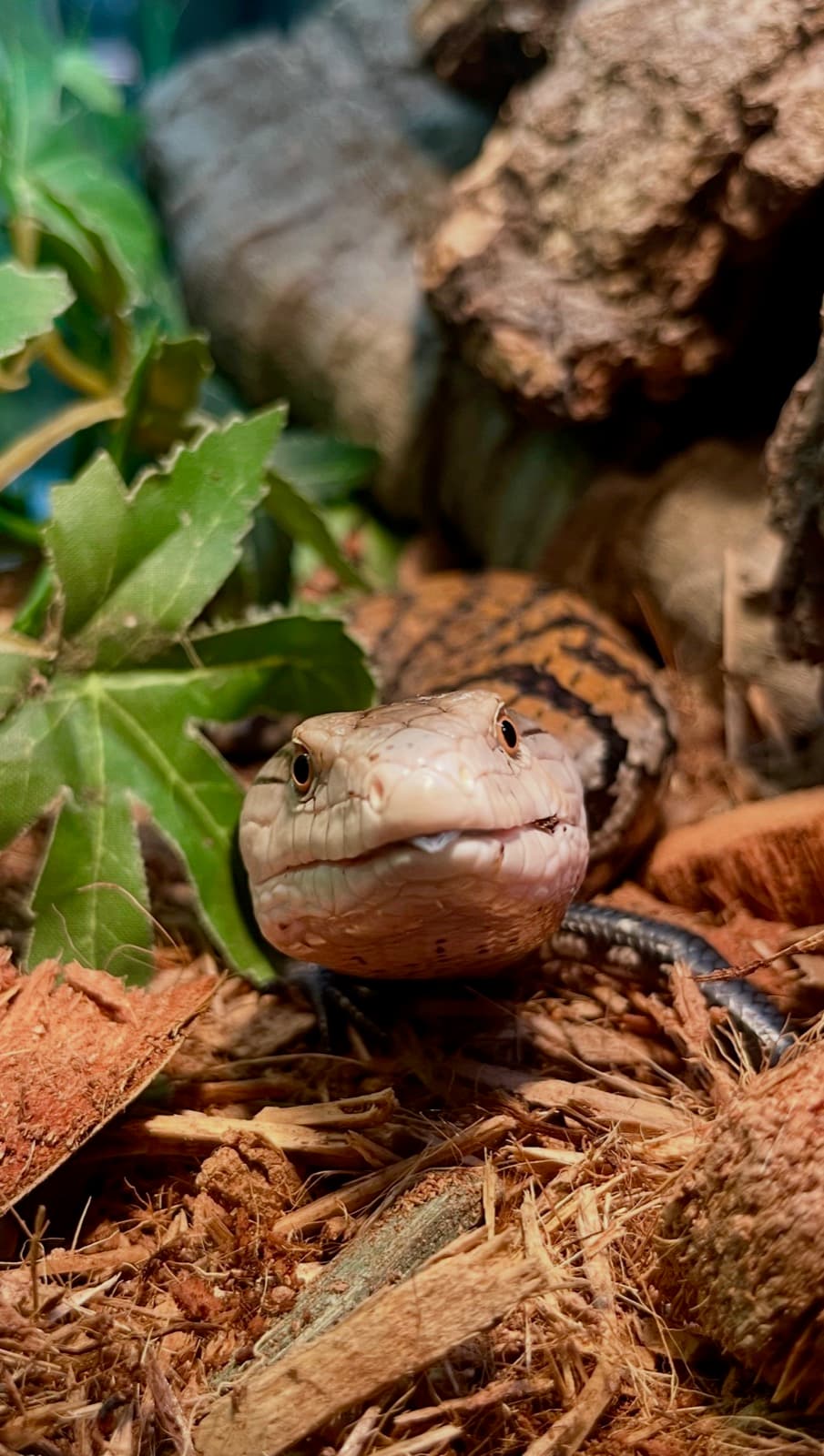A blue-tongue skink resting among cork bark and foliage