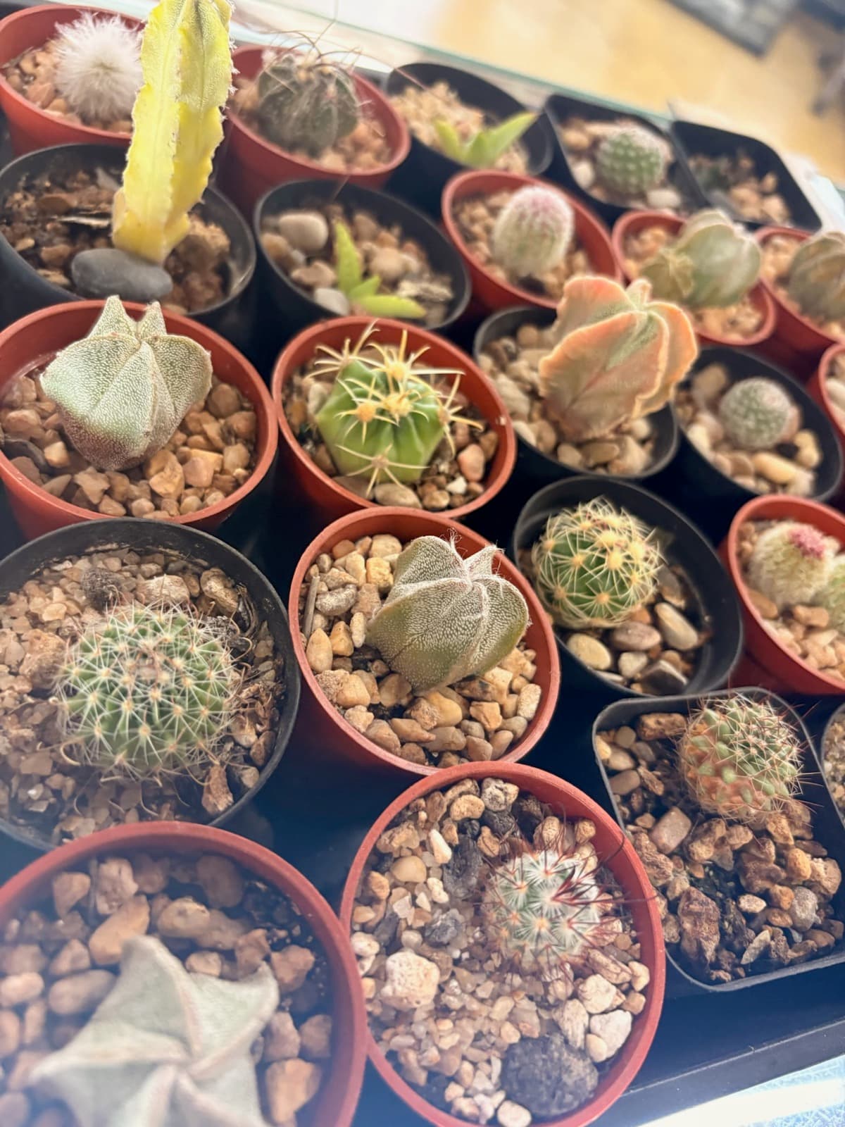 A tray of assorted cacti and succulents