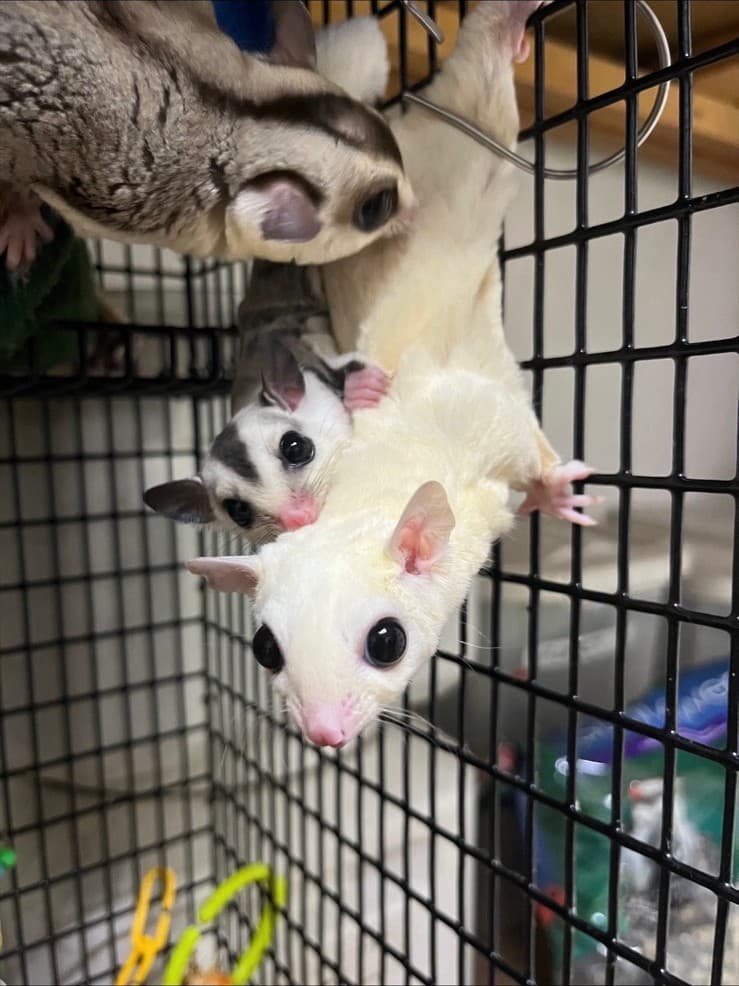 A trio of sugar gliders clinging to their cage