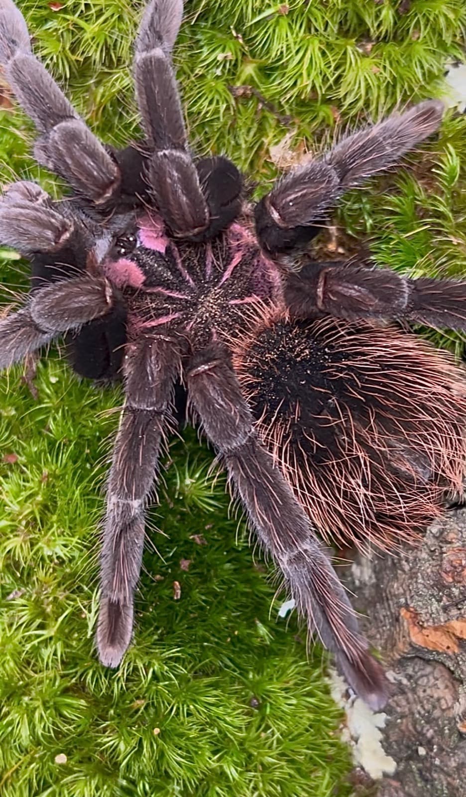 A rose-hair tarantula standing on bright green moss