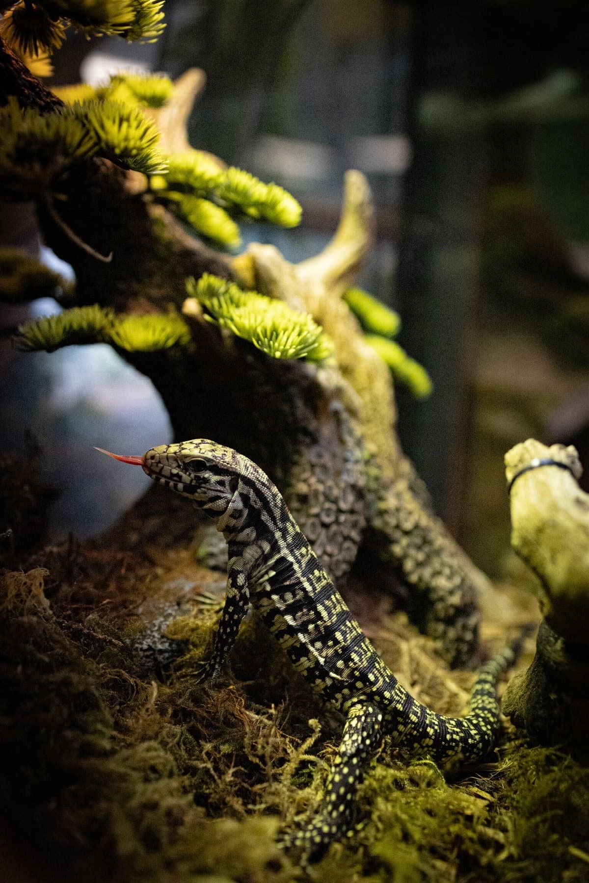 A young Argentine tegu on moss, tongue out