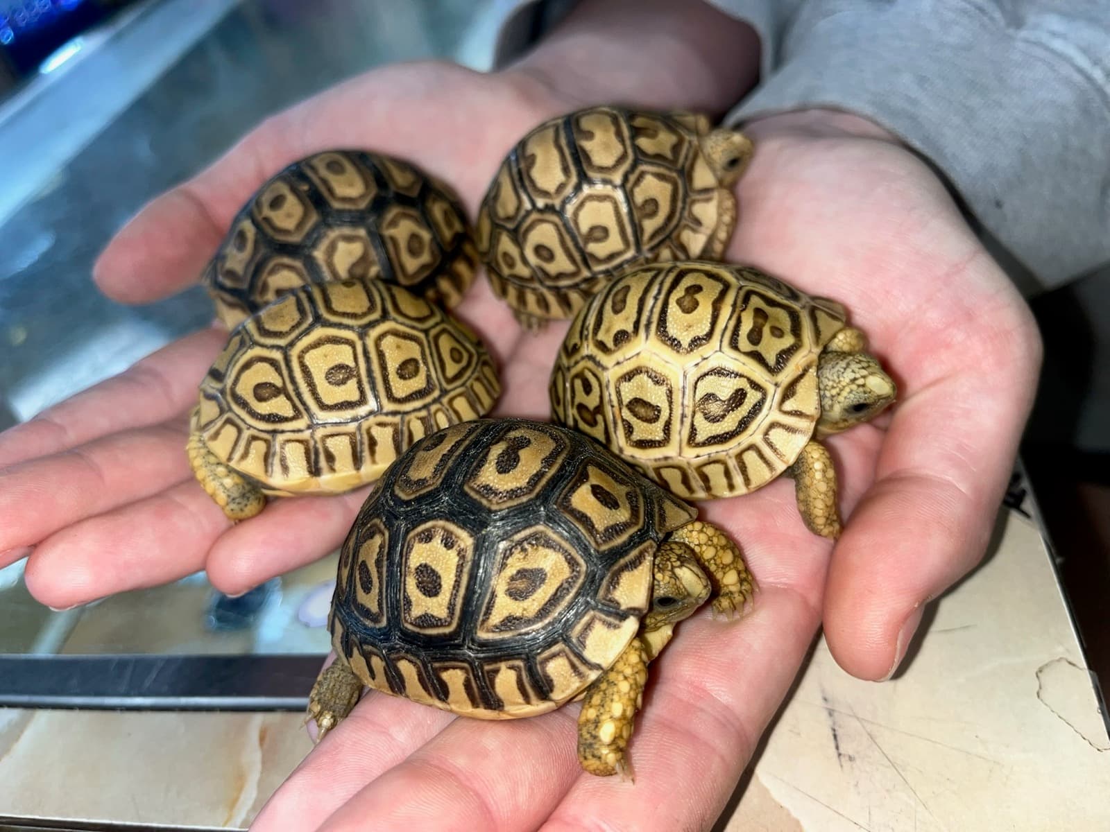 A handful of baby leopard tortoises held in cupped hands