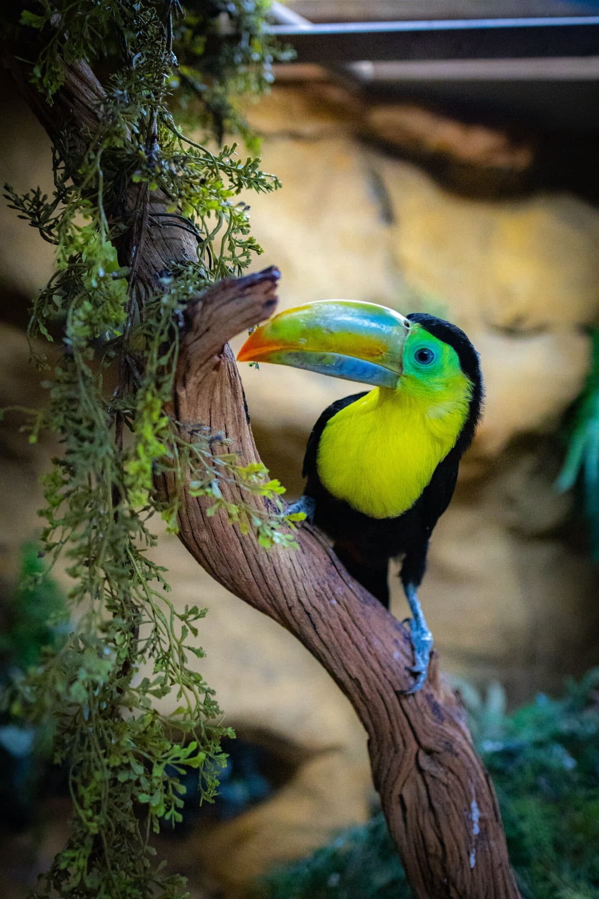 A keel-billed toucan perched on a branch among trailing green foliage