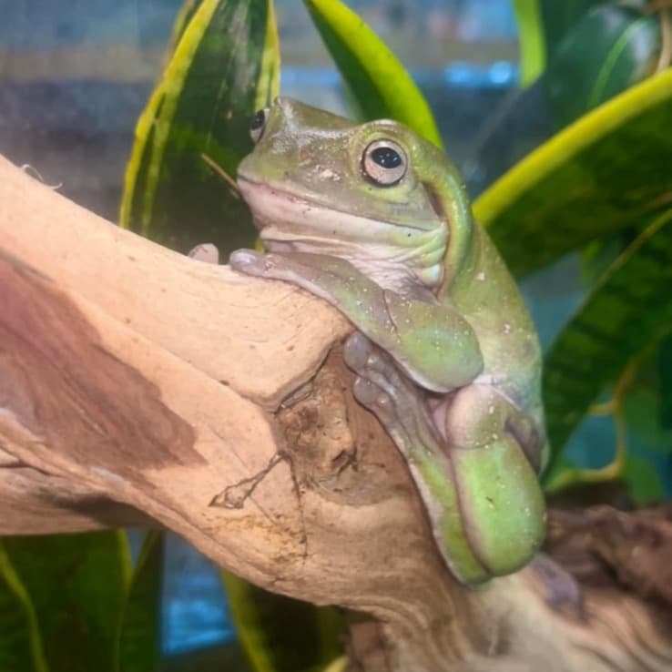 A White's tree frog perched on a driftwood branch