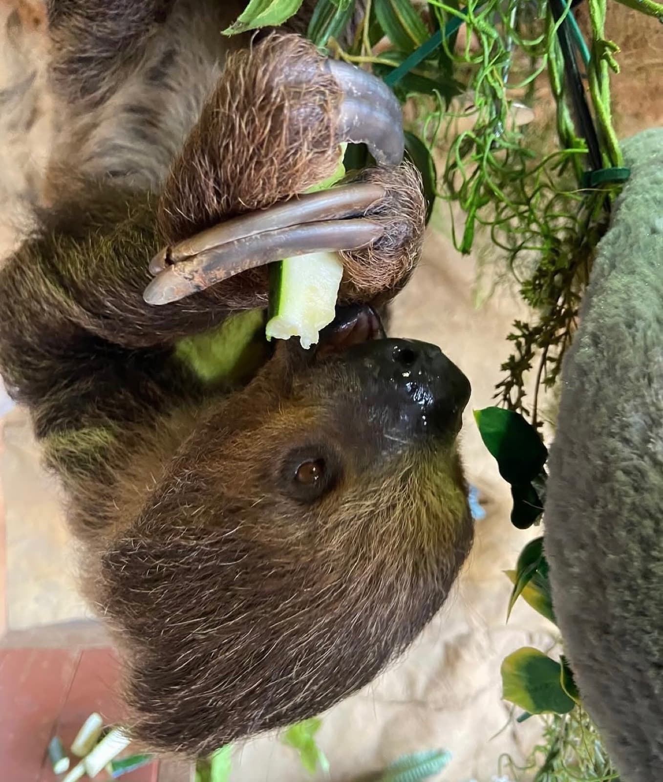 Sophia hanging from a branch, nibbling a slice of cucumber