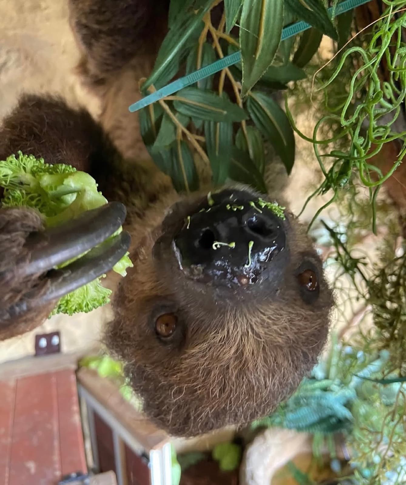 Close-up of Sophia hanging upside down beside a handful of greens