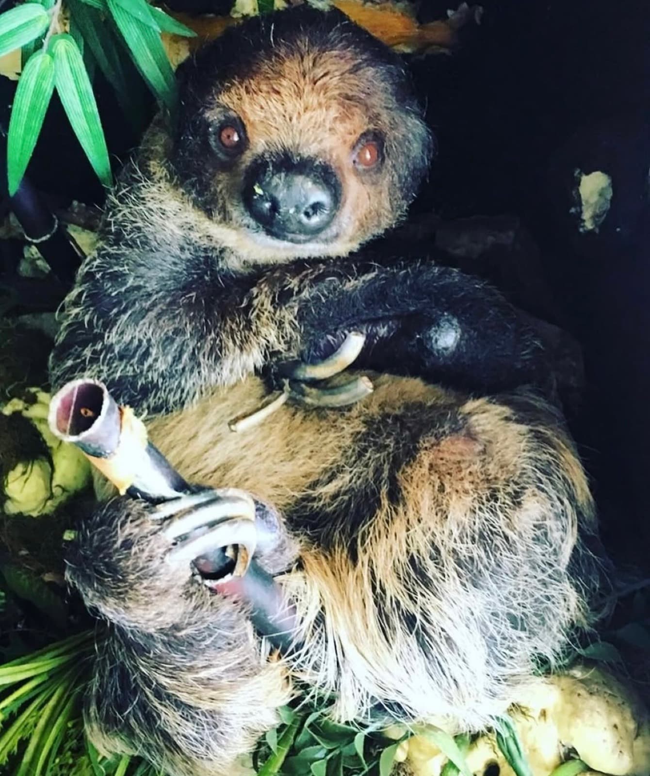 Sophia the sloth looking toward the camera while holding a snack