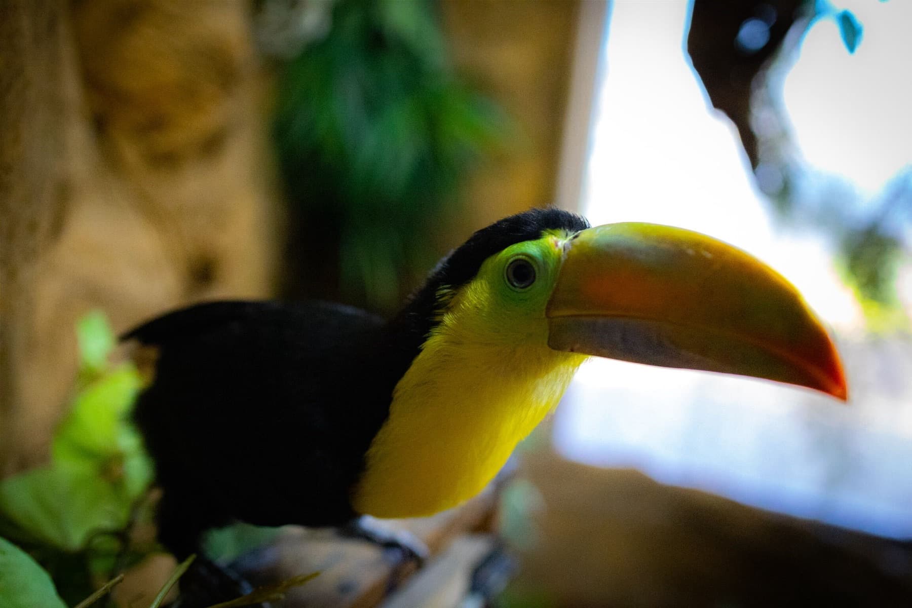 A keel-billed toucan in profile, its rainbow bill catching the light