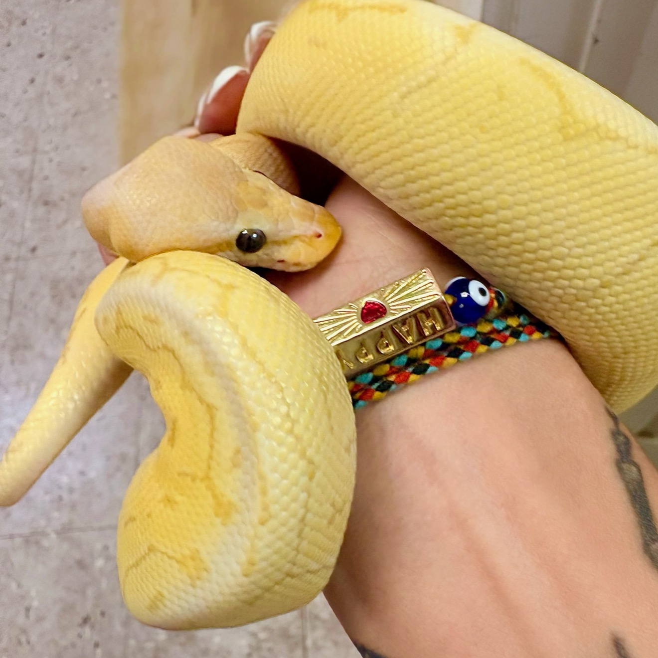 A pale yellow ball python coiled around a keeper's hand