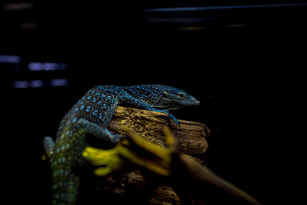 A blue tree monitor speckled with turquoise scales, perched on driftwood