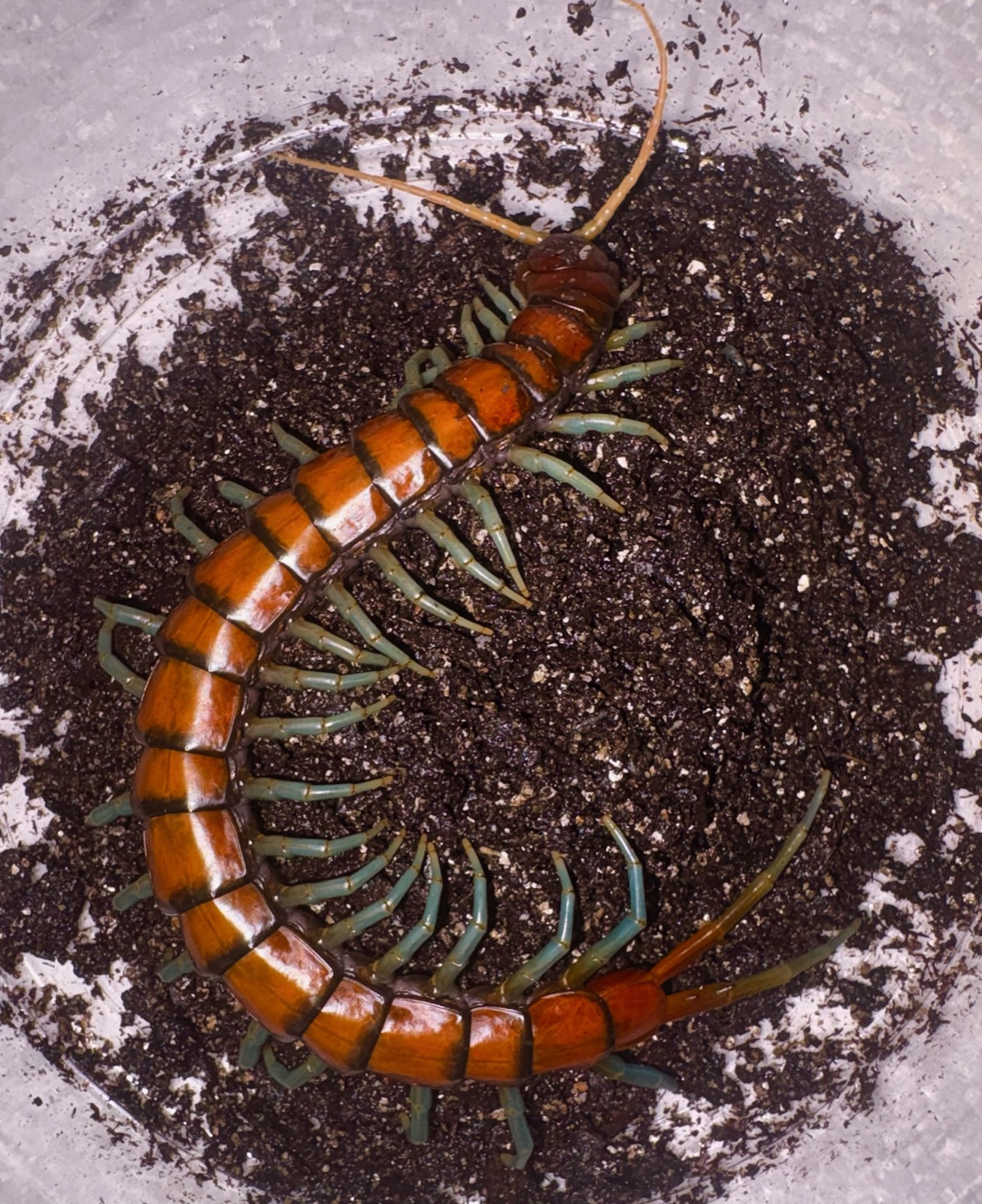 A red-and-teal giant centipede curled on dark substrate