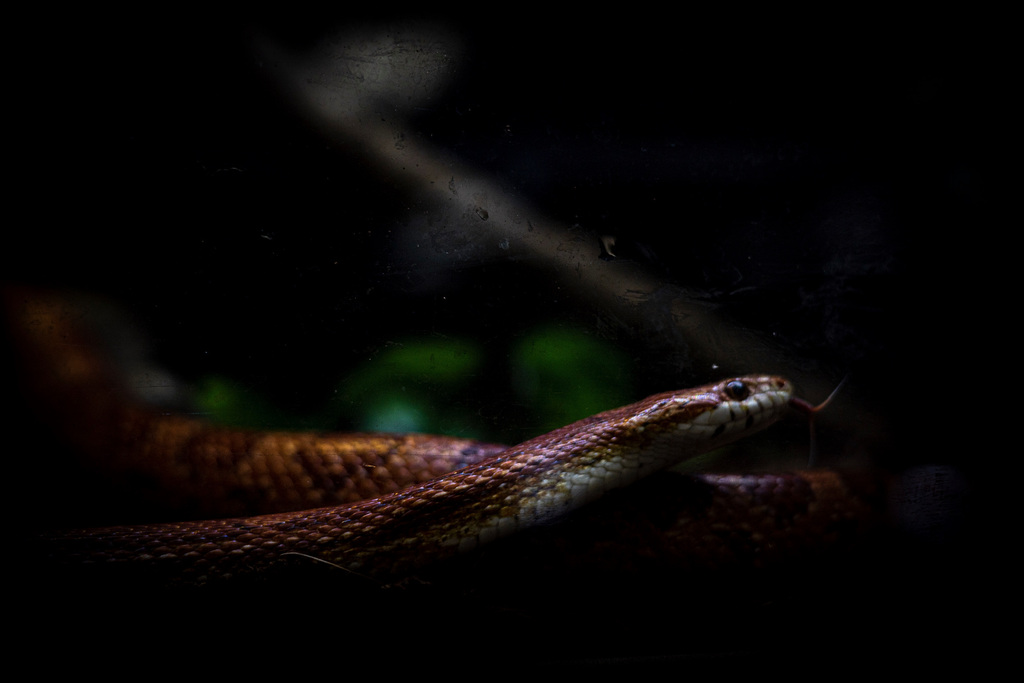 An orange corn snake flicking its tongue as it moves along a branch