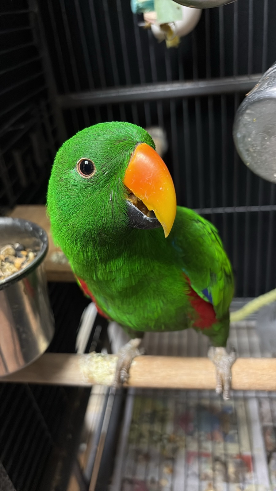A bright green eclectus parrot with an orange beak perched in its cage
