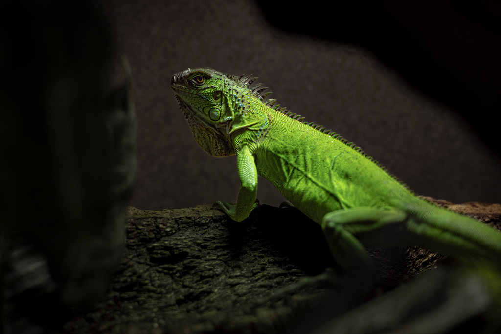 A vivid green iguana climbing a branch, dewlap and spinal crest catching the light