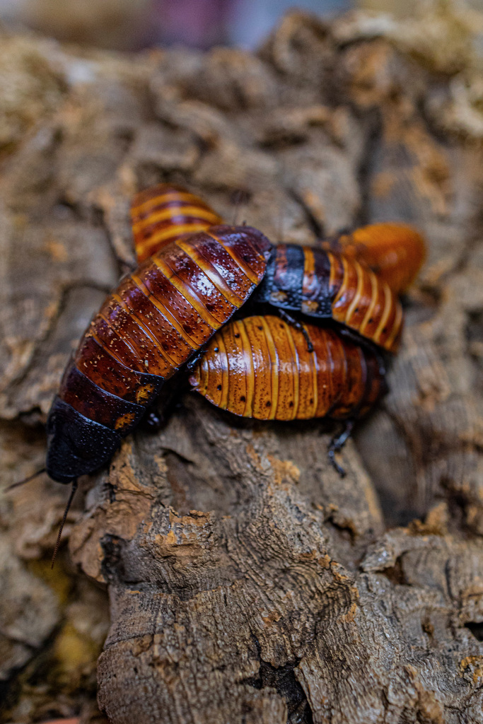 A cluster of glossy Madagascar hissing cockroaches on cork bark