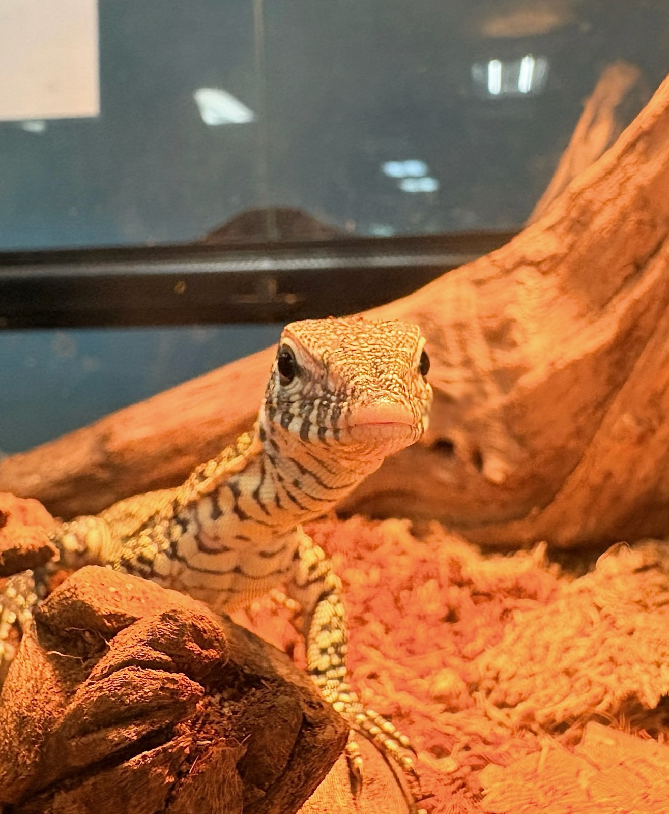 An ackie monitor peering out from behind driftwood in a warm desert enclosure