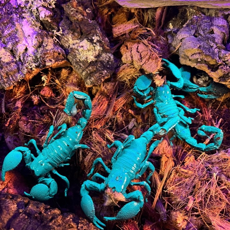 Three scorpions glowing bright teal under a blacklight