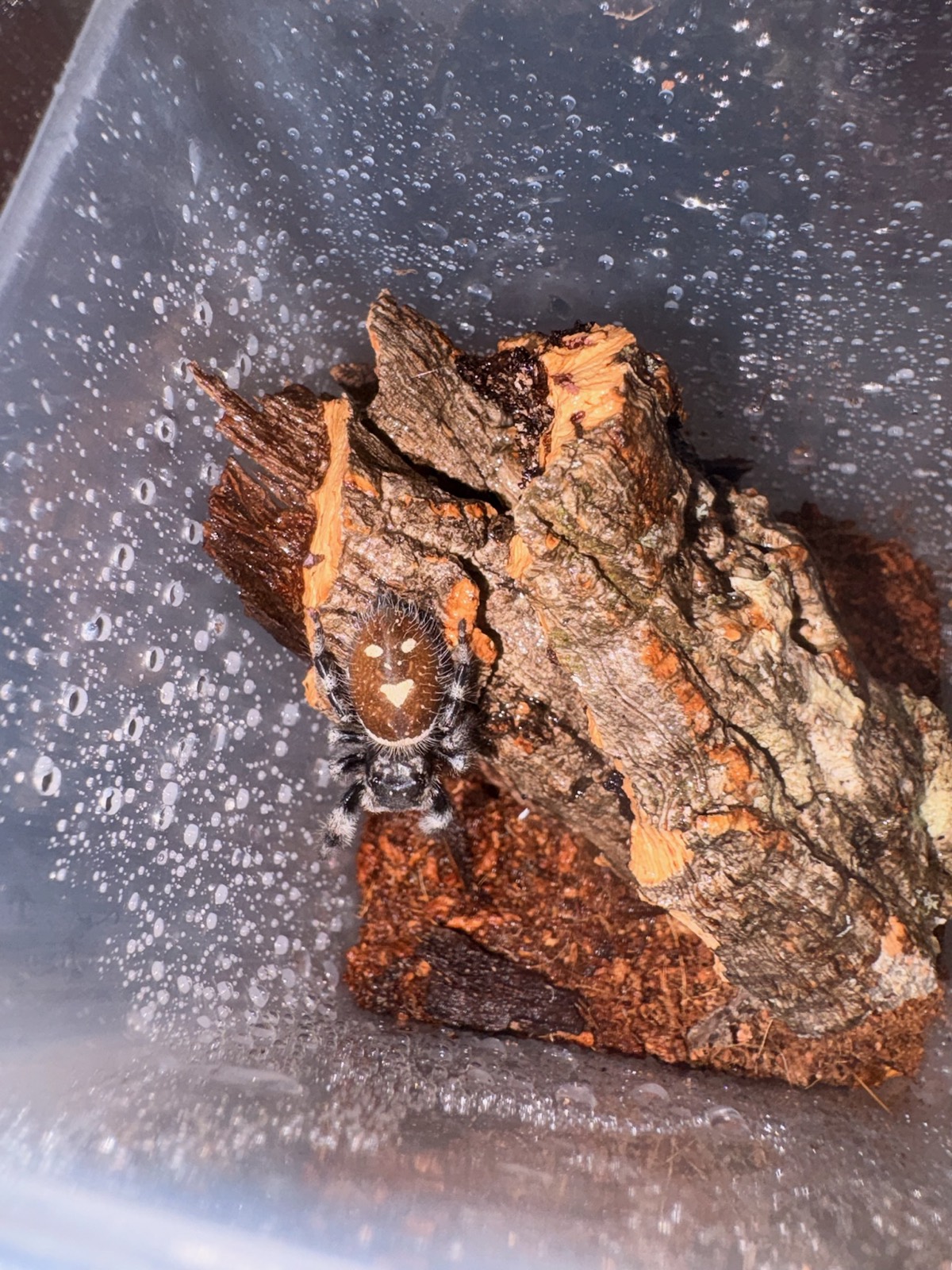 A small tarantula sling resting against a piece of cork bark